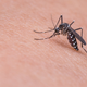 Illustration for article titled Oh Joy, We Just Found Another Virus Spread By Mosquitoes That Might Make Us Sick